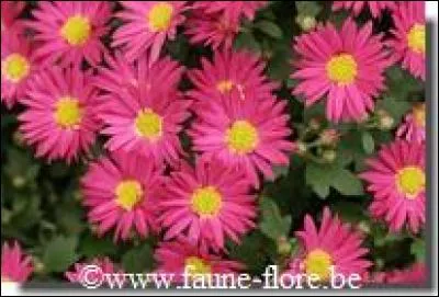 Voici des asters. (photo)
