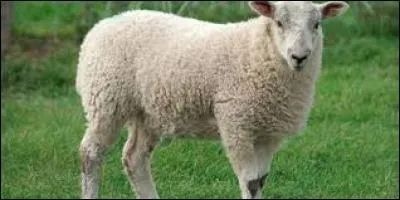 Parmi d'autres fromages au lait de brebis à pâte molle, un s'appelle « chabichou ».