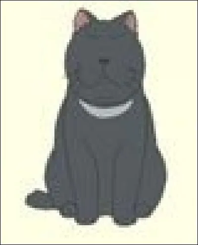 Comment s'appelle ce chat ?