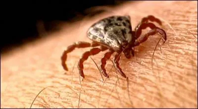 Comment appelle-t-on la peur des parasites de la peau ?