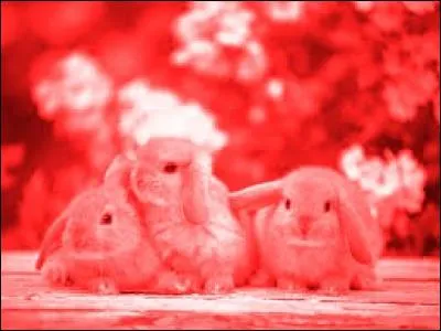 Votre appareil semble cassé... Quelle photo a-t-il tenté de prendre ?