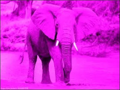 Vous devez écrire un papier autour de cette photo. Lequel de ces axes pouvez-vous prendre ?