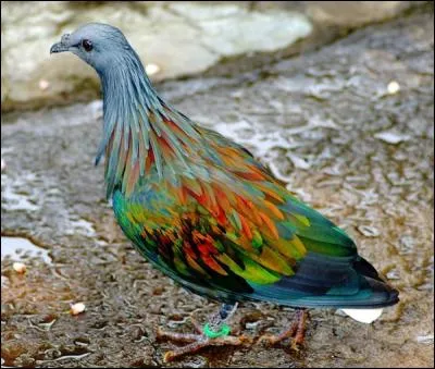 Que peut bien être cet oiseau magnifiquement coloré ?