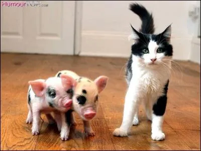 Quel est environ le poids d'un porcelet à la naissance ?