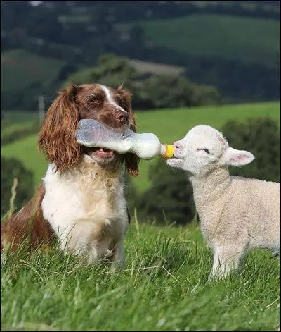 Un agneau peut-il être élevé au biberon ?