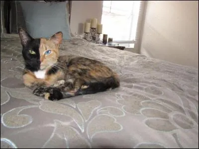 Que dit-on d'un animal qui a chaque oeil d'une couleur différente :