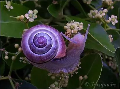 L'escargot violet existe-t-il ?