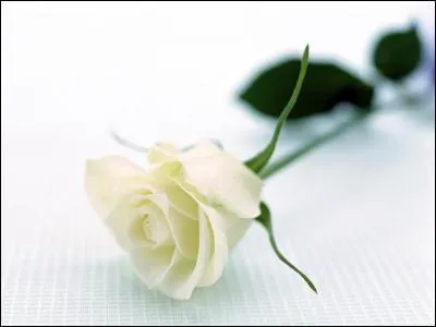 Et les roses blanches, que symbolisent-elles ?