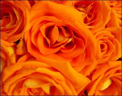 N'oublions pas la rose orange ! Que veut-elle dire ?