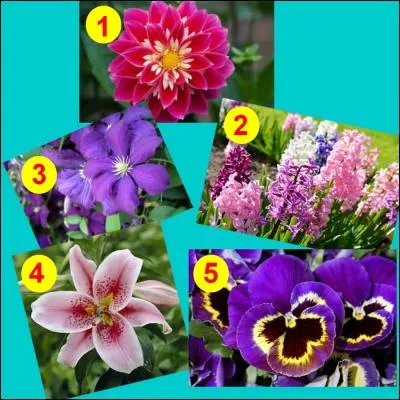 Parmi toutes ces photos, on peut voir celle d'une renoncule.