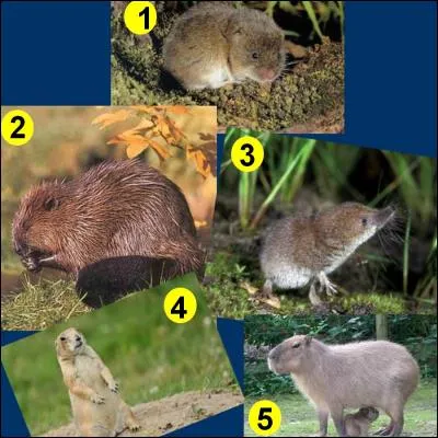 Parmi toutes ces photos, on peut voir celle d'une musaraigne.