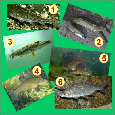 Parmi toutes ces photos, on peut voir celle d'une truite.