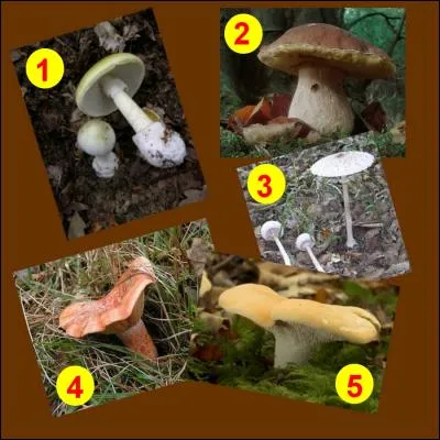 Parmi toutes ces photos, on peut voir celle d'un cèpe.