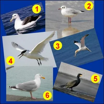 Parmi toutes ces photos, on peut voir celle d'un cormoran.