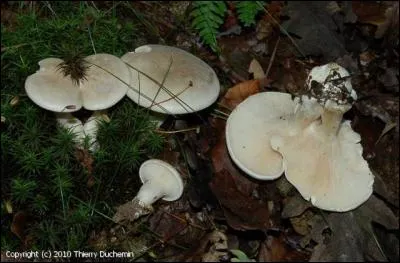 A vue de nez, et à son odeur de farine, quel est ce champignon ?