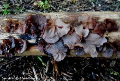 On les appelle Oreilles de Judas, sont-ils comestibles ?