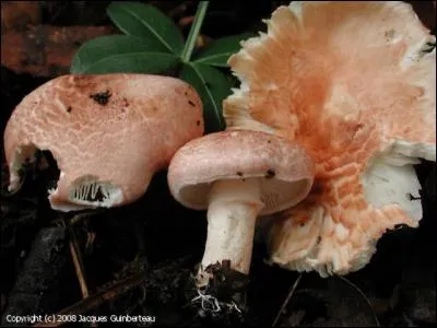 Je vous présente la lépiote de Josserand :