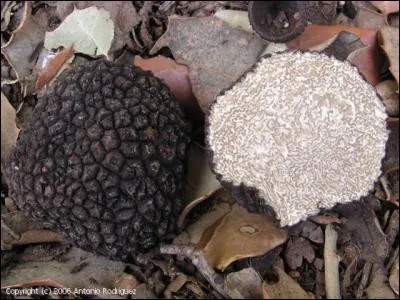 Quel est ce champignon dont vous glisserez des lamelles sous la peau de vos volailles pour les parfumer ?