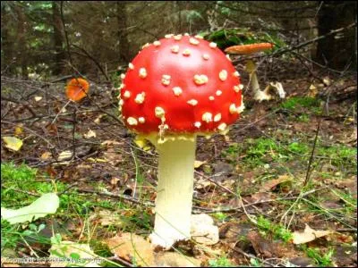 Vous connaissez tous l'amanite tue-mouche qui peuple et décore nos forêts, est-elle comestible ?