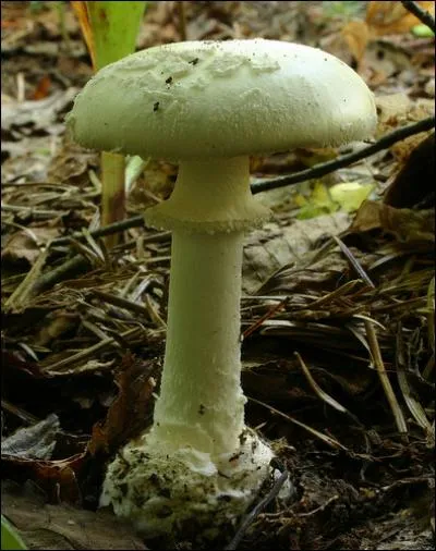 Cette amanite, toxique, est de couleur crème ou jaune, avec une forte odeur de rave, quel est son nom ?