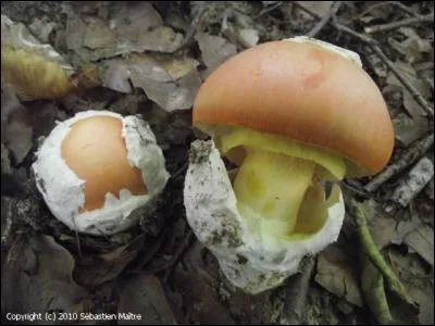 Quel est ce champignon ?