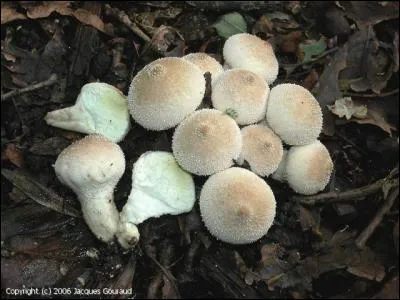 Que sont ces champignons ?