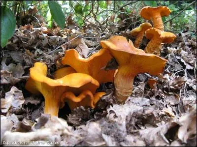 Regardez bien ces champignons, allez-vous les déguster ?