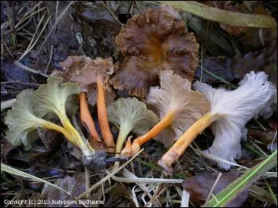 Qu'allez-vous faire de ces champignons ?