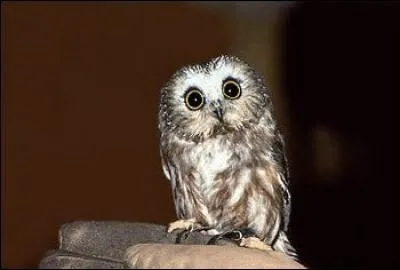 À qui appartient ce hibou ?