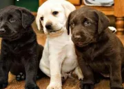 Quiz Les races de chiens