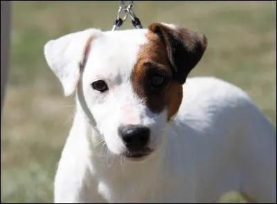 Quelle est la race de ce chien ?
