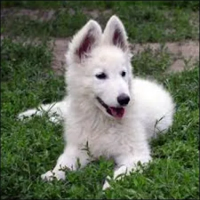 Quelle est cette race de chiens ?