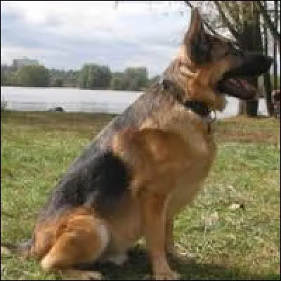 Quelle est la race de ce chien ?