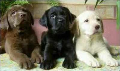 Quelle est cette race de chiens ?