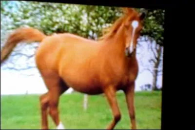 Comment appelle-t-on cette robe ?