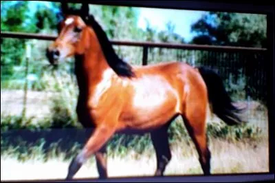 Comment appelle-t-on cette robe ?