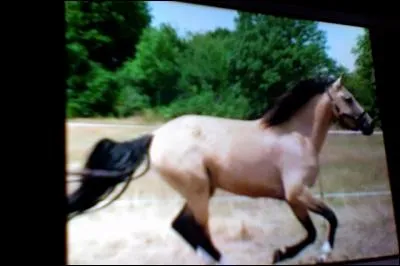 Comment appelle-t-on cette robe ?