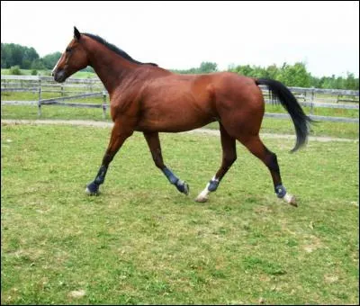 Le trot est une allure à :