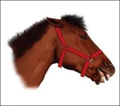 Que veut dire un cheval qui a les oreilles baissées ?