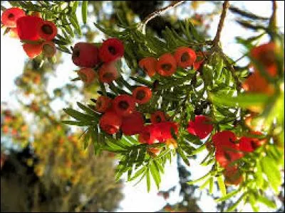 Quelle quantité d'if est nécessaire pour tuer un cheval ?