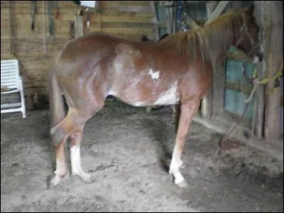 Quelle position a le cheval ?