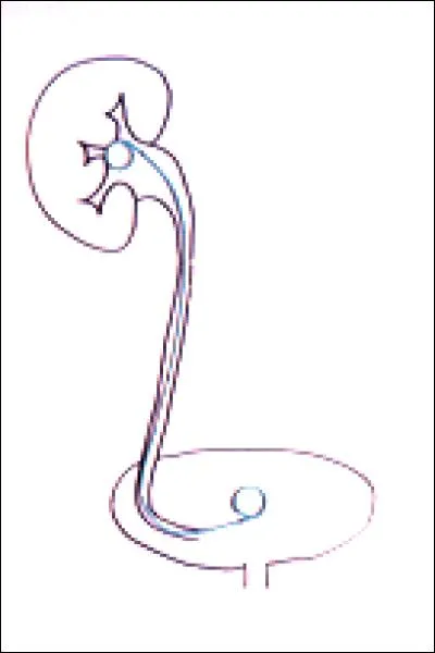 Chez l'adulte, l'uretère mesure environ :