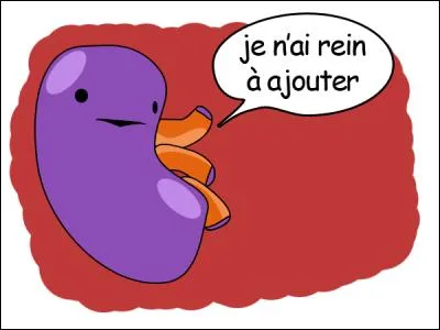 Il/Elle collecte l'urine et la déverse dans l'uretère :