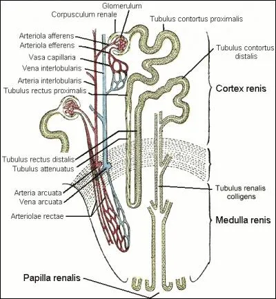 Participe(nt) à l'élaboration de l'urine définitive :