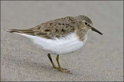 Quel est cet oiseau qui hiverne surtout en Afrique subsaharienne ?
