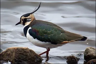 Quel est ce limicole très reconnaissable ?