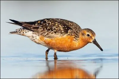 Quel est ce limicole qui se nourrit d'invertébrés aquatiques ?