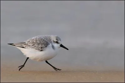 Quel est ce limicole souvent observé picorant dans les laisses de mer ?