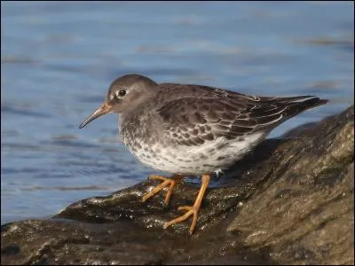 Quel est ce limicole présent dans les roches côtières ?