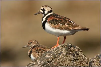 Ce limicole doit son nom à sa façon de se nourrir. C'est...